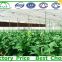 Low Cost Multi Span Used Commercial Greenhouses For Sale
