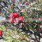 Home garden decorative 60cm Height artificial white hanging pine tree leaf branches ERSY11 2102