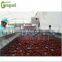 Vegetable Fruit Washing Machine/Vegetable cleaning machine/Stainless steel fruit washer