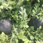 SHUANGXING Grafted Hybrid f1 Seedless Watermelon Seeds