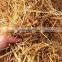 Cheap Price Organic Agricultural Product- Rice Straw/ Paddy Straw Roll from Vietnam