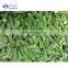 BRC Approved Factory of IQF Frozen Whole Okra