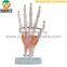 Life size hand Anatomical model with ligament