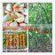 2016 fresh garlic,normal white garlic, pure white garlic