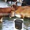 livestock GPS tracking ,MT-60,with central database