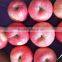Red Color and Fuji Variety apple Fresh FUJI Apple