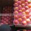 Red Fuji Apples for uk Indian Market