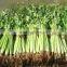 No. 1 Exporter of Celery Seed Essential Oil