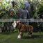 realistic ferocious animated nature world mouth open tiger