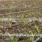 Agricultural Farmland Irrigation System 201014 drip tape