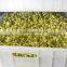 best quality bean sprout making machine