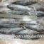 Frozen Bonito Supplier with size 250 - 300g