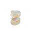 HC-S409 hot sale Human dental study model  transparent dental pediatric model pvc baby teeth development model
