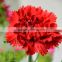 Different Colors Wedding Flower Red Carnation Flower Flower Bouquets
