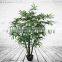 Mini Artificial Buddha Bamboo, Plastic Plants