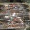 FROZEN CAT FISH