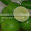 FRESH SEEDLESS LIME ( M : 0084907920885)