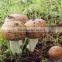 Agaricus Blazei Extract