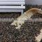 Buckwheat Price With Good Quality on Hot Sale
