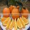 Best price Navel orange