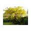 Cassia Fistula