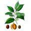 Import china products nutmeg new items in china market
