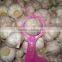 China Red Garlic Exporters, Garlic Selling Leads