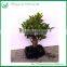 Mini Ficus Microcarpa Bonsai Tree