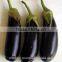Eggplant Seeds - High Yield High Quality High Resistant Seeds for Planting