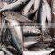 Frozen Mackerel Prices