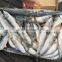 SeaFrozen pacific mackerel 2016 NEW SCOMBER JAPONICUS 200-300g