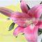 Cut Fresh Lily Flowers Different Kinds Lily Flowers With Factory Price