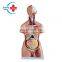 HC-S241 Human three-gender life-size body & organs anatomy model