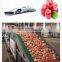 Made in CHINA fruit & vegetable processing machines fruit vegetable washing equipments