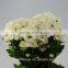 Festival Christmas Wedding Flowers Chrysanthemum Vietnam With 10 Stems/Bundle Flower Small Chrysanthemum With 0.5kg/Bundle Chrys