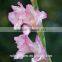 China wholesaler fresh pink gladiolus flowers for home/party /festival decoration