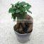 indoor decorative live ficus tree