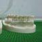 Direct factory supplied human oral cavity model