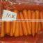2016 New Corp Chinese Fersh Carrot