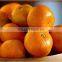 Fresh chinese fresh mandarin orange