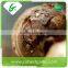 Fresh organic taro price