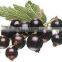 CHINA frozen wild blackcurrant