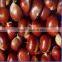2016 Fresh chestnut in gunny bag