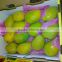 Fresh Mango ( Kent , Keitt Zebdia, Taymor, Mabroka, Fons, Hindi, Aweas )