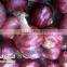 Bulk Red Onion from Egypt