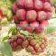 High Quality Wild Fruit Seeds Kadsura Coccinea Seeds For Growing