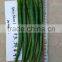 Hybrid F1 Hot Chili Pepper Seeds For Growing-Spicy Show 103
