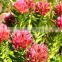 High quality long duration time rhodiola rosea extract 5% pure salidrosides 1% Rosavin 3% in medicine for wholesale