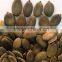 GWS pumpkin seeds kernel Grade AA