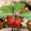 100% Pure Wintergreen Oil (Gaultheria)